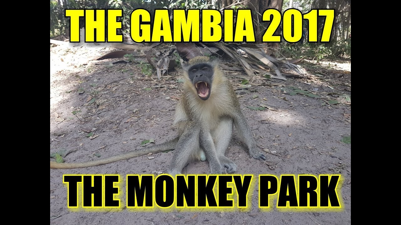 THE GAMBIA 2017, BIJILO MONKEY PARK.