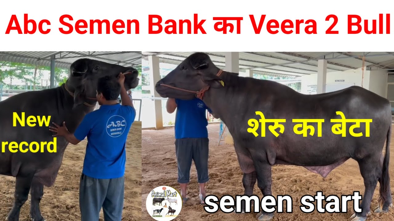 Veera 2 Bull Semen Start !! शेरू का बेटा हाथी जैसा मुर्रा बुल !!