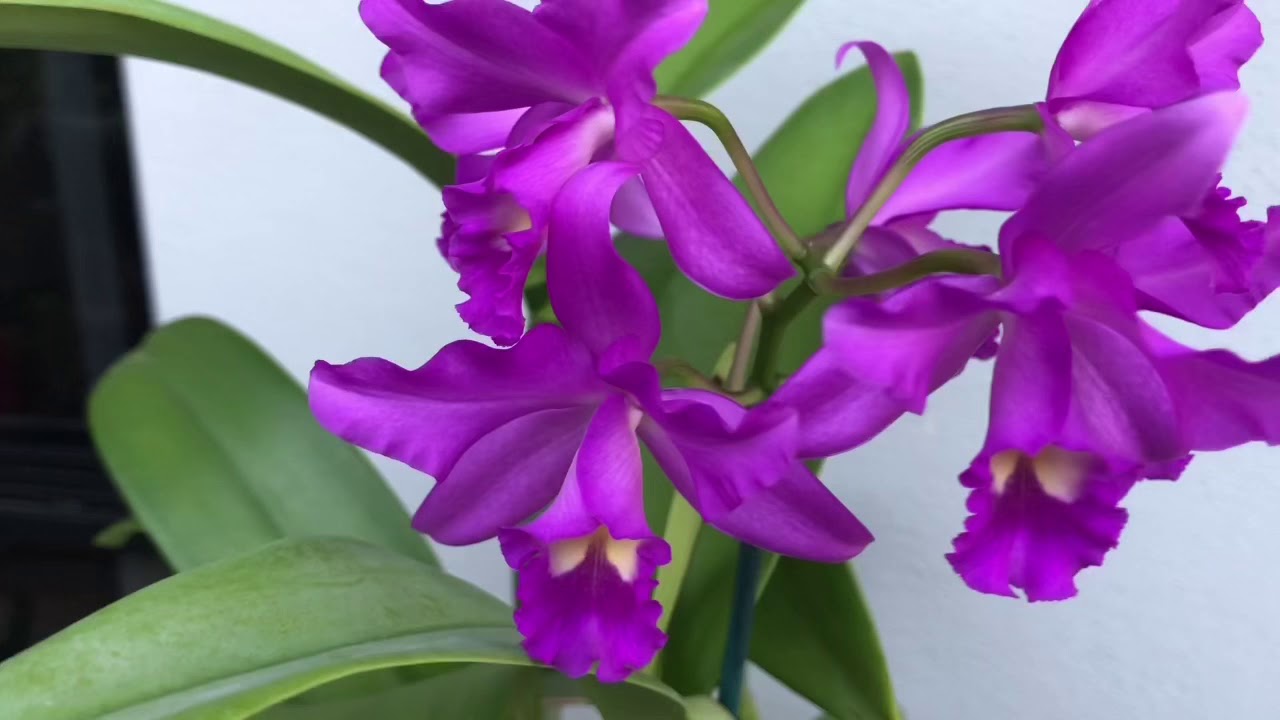 Guarianthe bowringiana, Bulbophyllum echinolabium, Haraella retrocalla, Schoenorchis fragrans