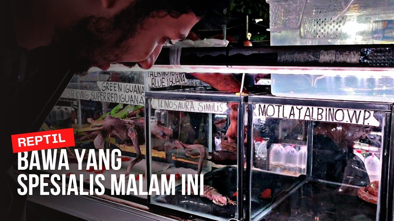 BAWA YANG SPESIAL MALAM INI || BURUAN SEBELUM KEHABISAN || LAPAK REPTIL DIPASAR IKAN HIAS JATINEGARA