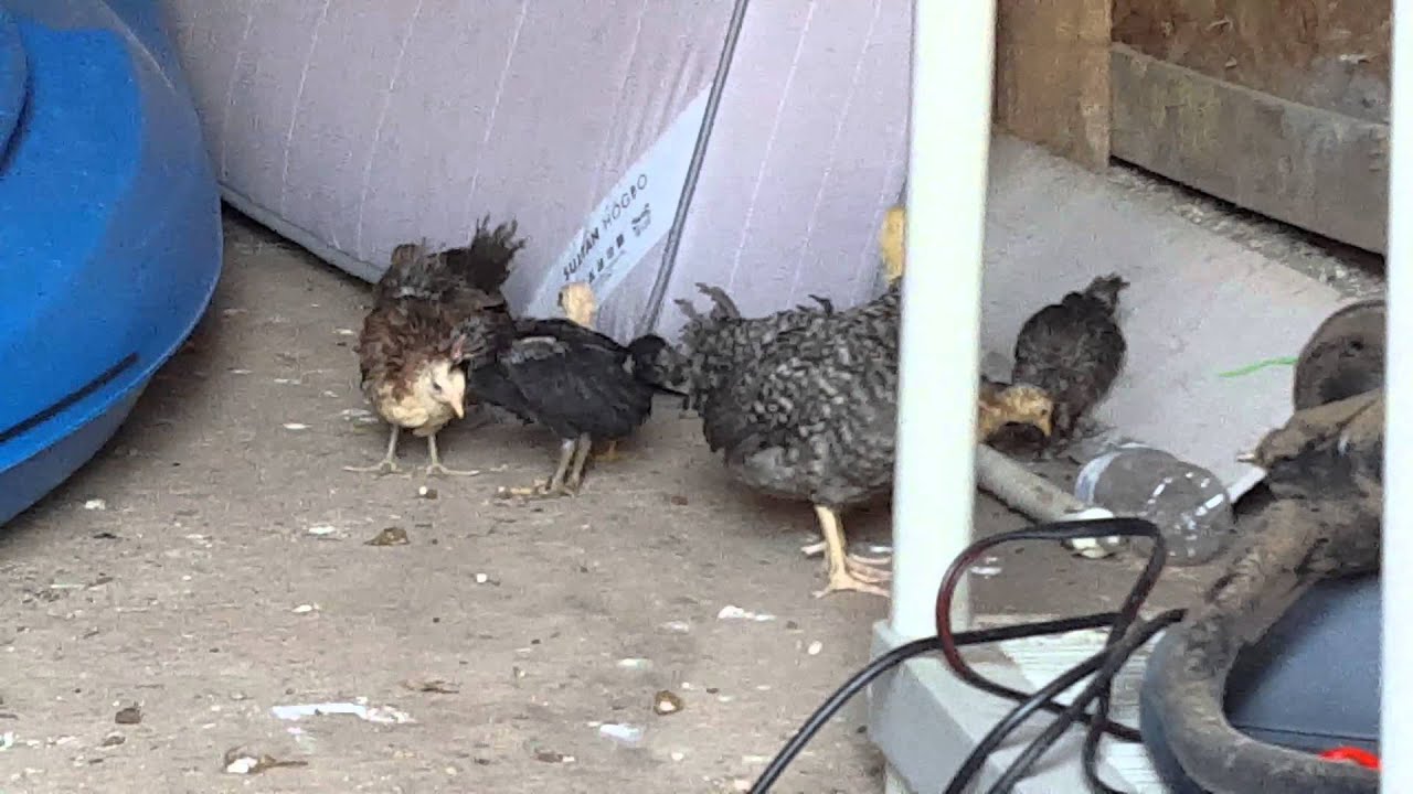 Micro mini flock