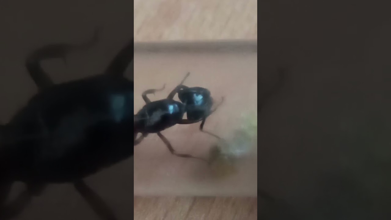 camponotus ligniperda