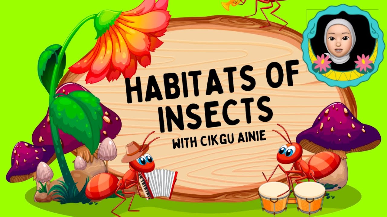 Habitats of Insects 🦋🐞🐝