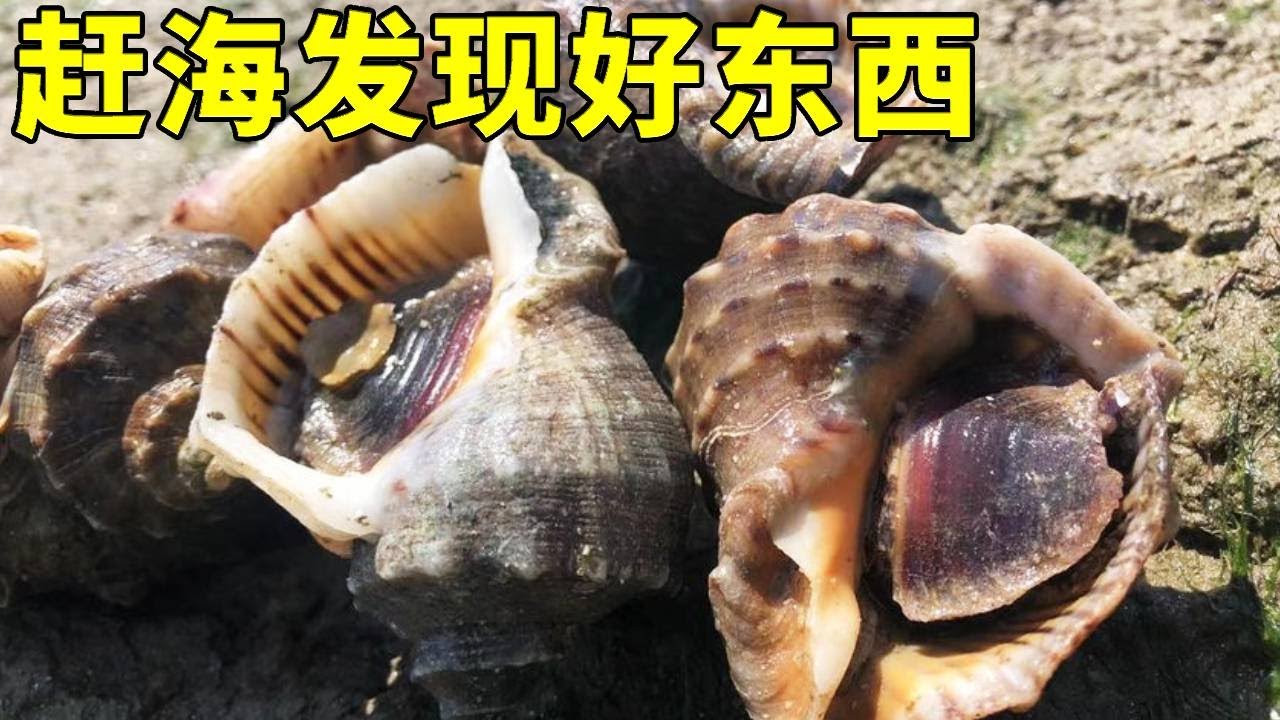 小漁冒雨去無人島趕海，颱風後島上困了不少好貨，運氣真的爆棚了【漁小仙】