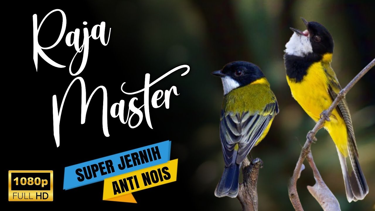 Masteran burung dengan isian Terbaik 2025 ‼️ Untuk semua jenis burung fighter