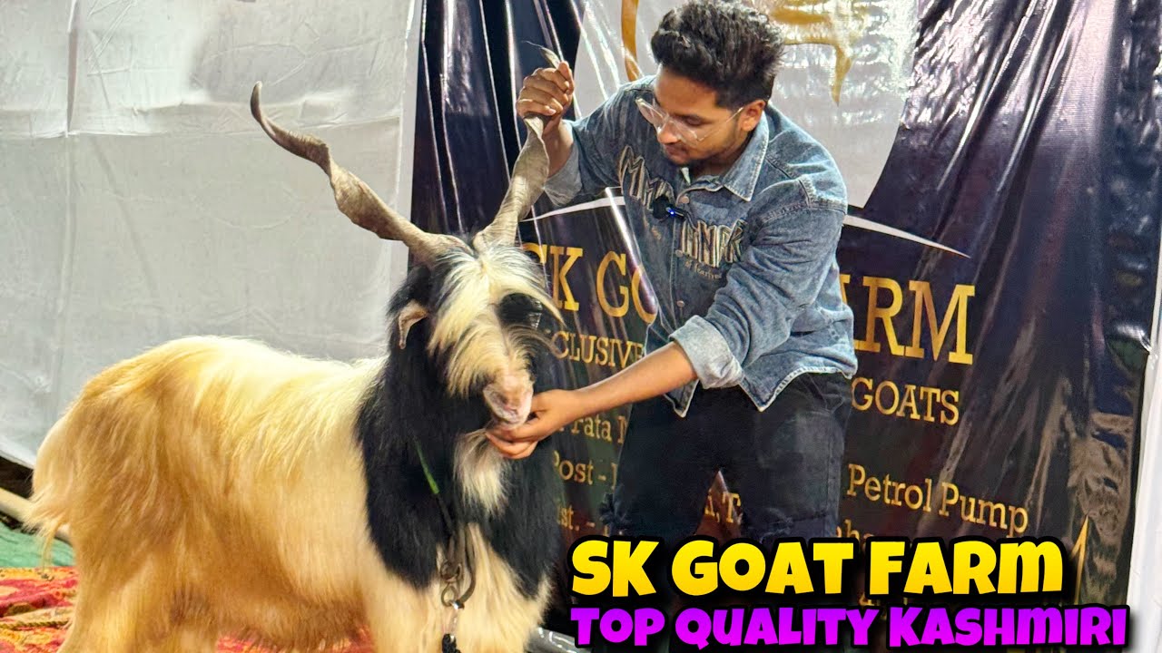 RAREST KASHMIRI of INDIA🇮🇳😍 EXTREME Quality Kashmiri of SK Goat Farm SHAHPUR