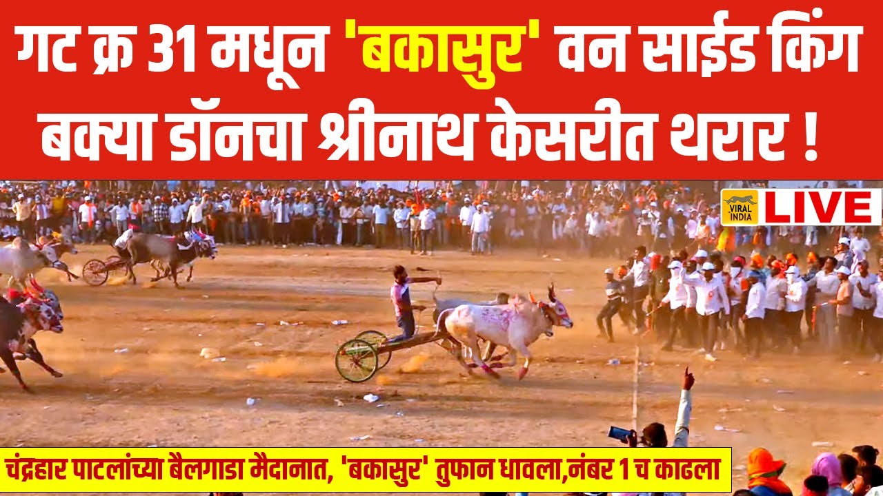 चंद्रहार पाटील श्रीनाथ केसरी फॉर्च्युनर मैदानात 'बकासुर'चा थरार, वन साईड किंग झाला! Bakasur