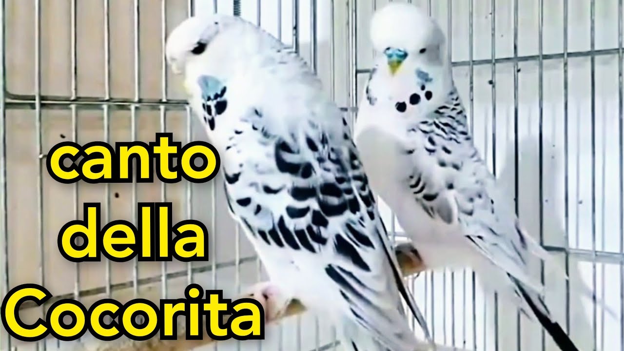 canto della cocorita suono / si sentirà felice / chiamata del pappagallino