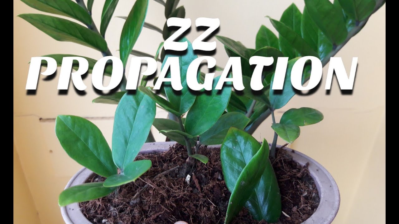 How to Propagate ZZ plant or welcome plant, easy indoor plant