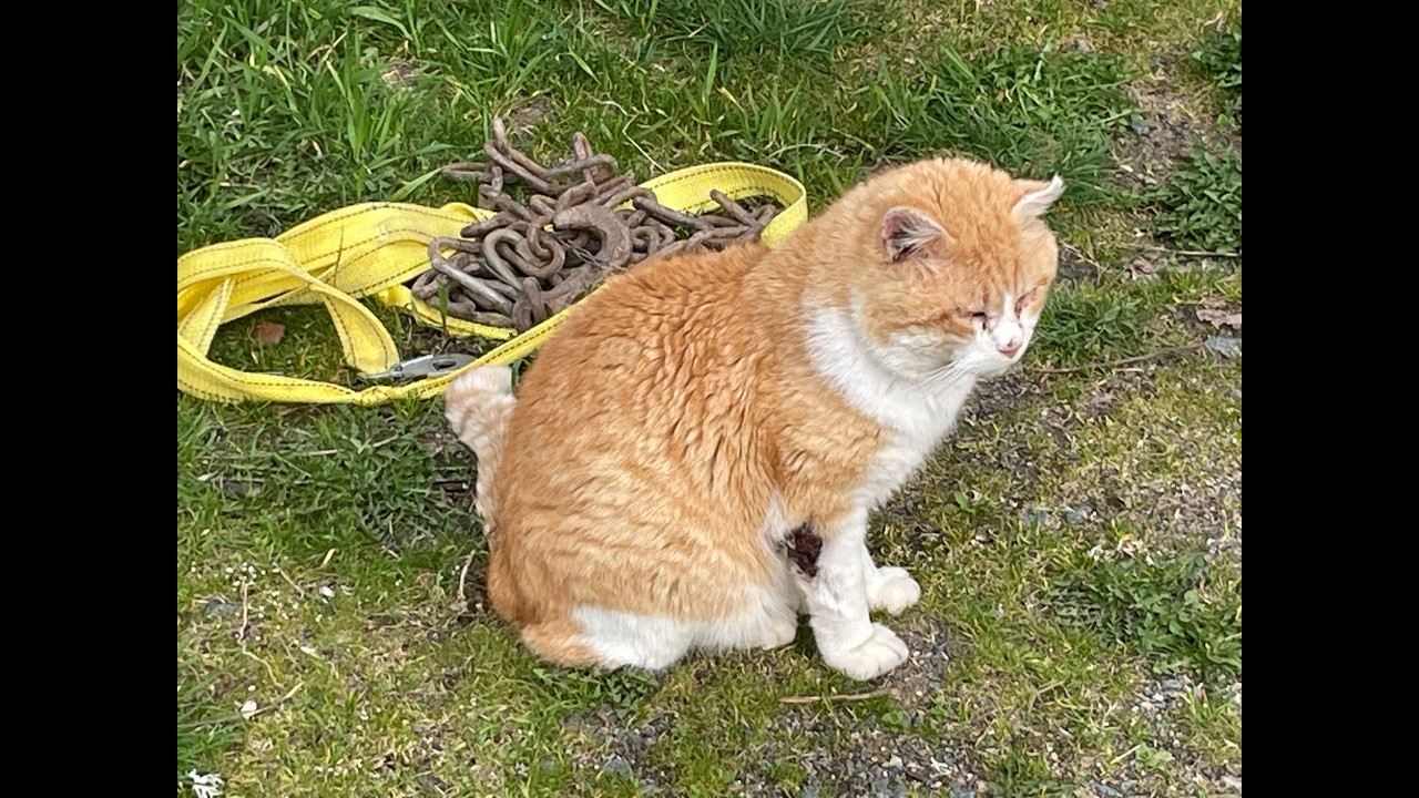 To catch a feral cat