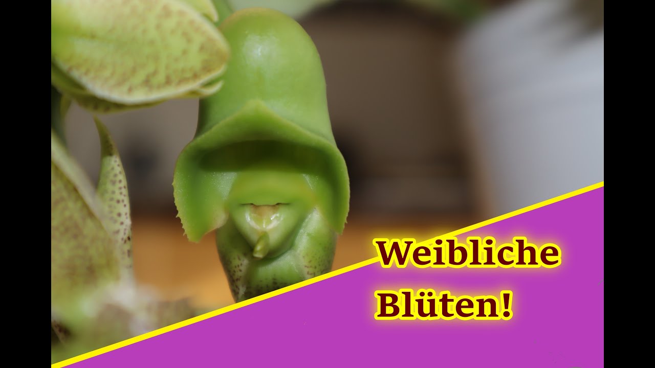 Catasetum: Hallo Mädls!