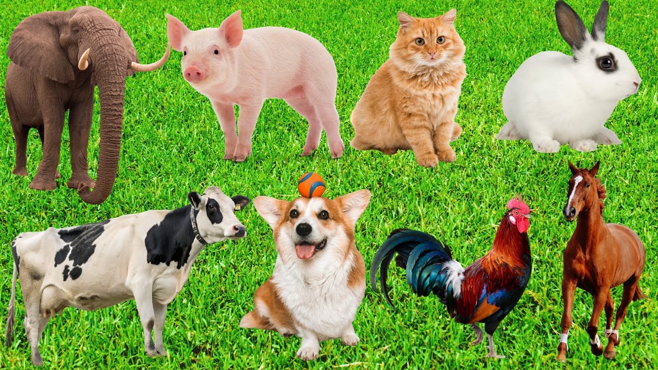 Сельскохозяйственные животные: коровы, собаки, куры, кошки, свиньи, лошади, овцы, тигры, панды, рыбы