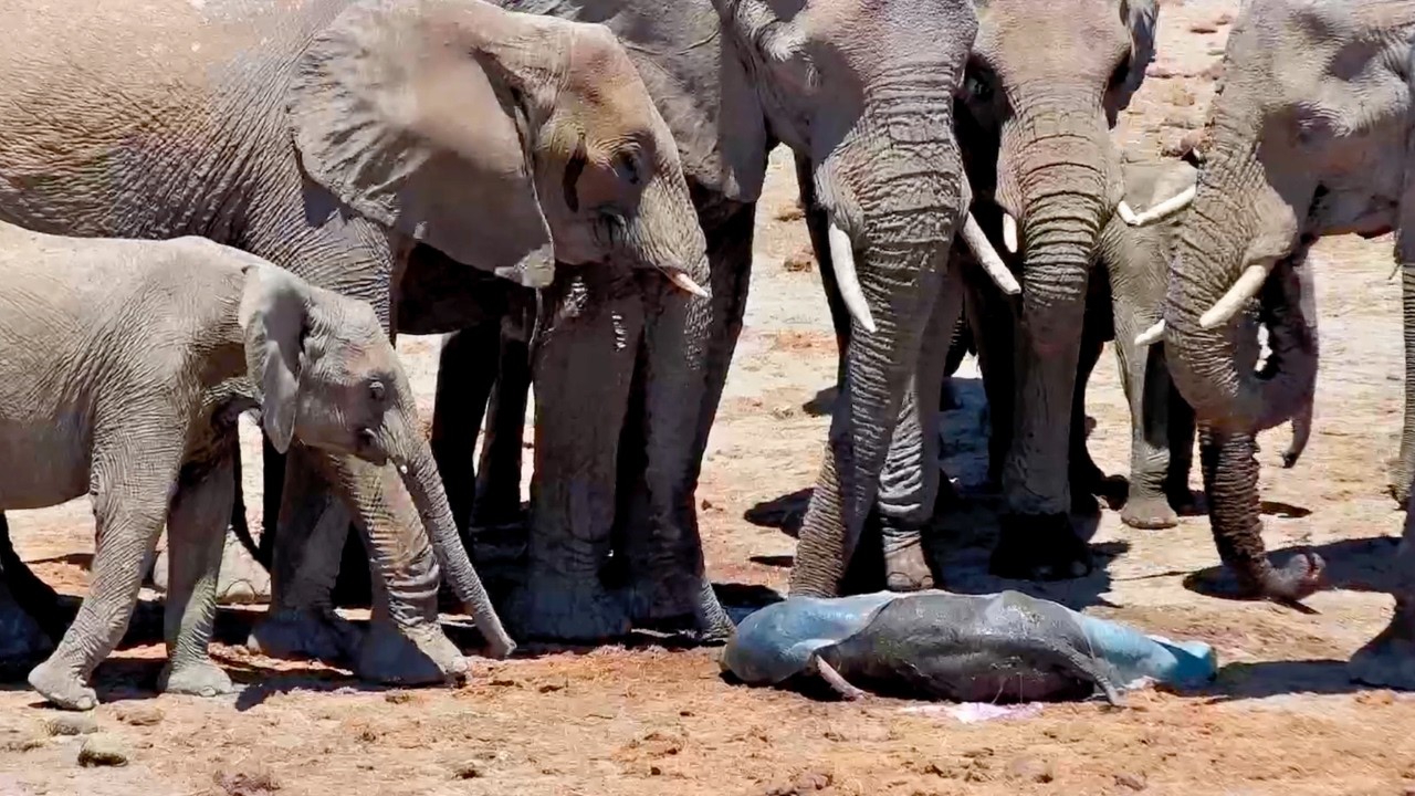 Elephant Herd Surrounds Vulnerable Newborn&mdash;What They Do Next Is Breathtaking