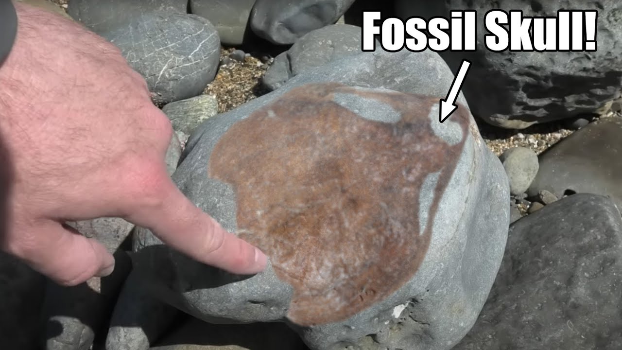 I found a large fossil skull and it could be a new species [My rarest fossil yet]