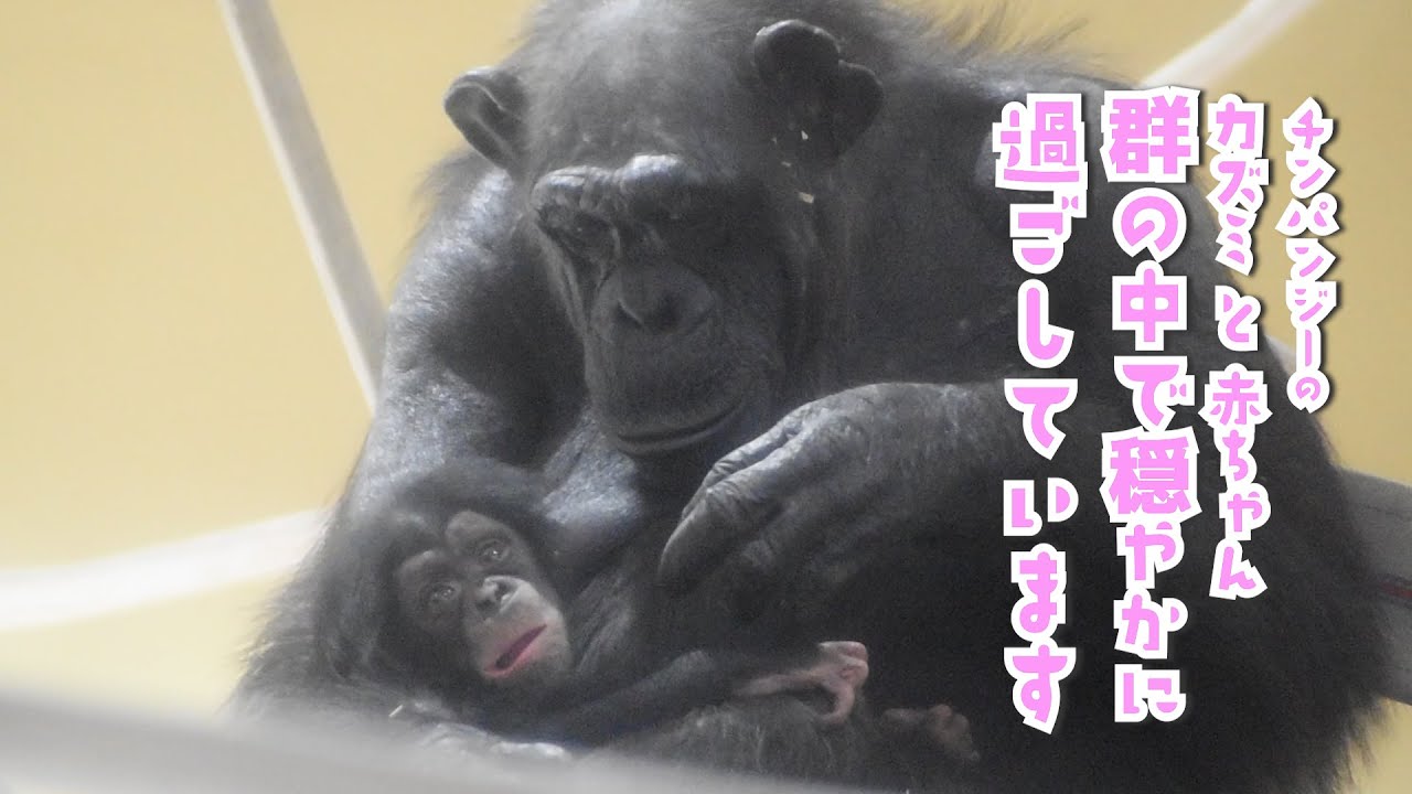 【東山動植物園公式】チンパンジーの赤ちゃんの成長記5　～群れの中で穏やかに過ごしています～ 《 チンパンジー 》