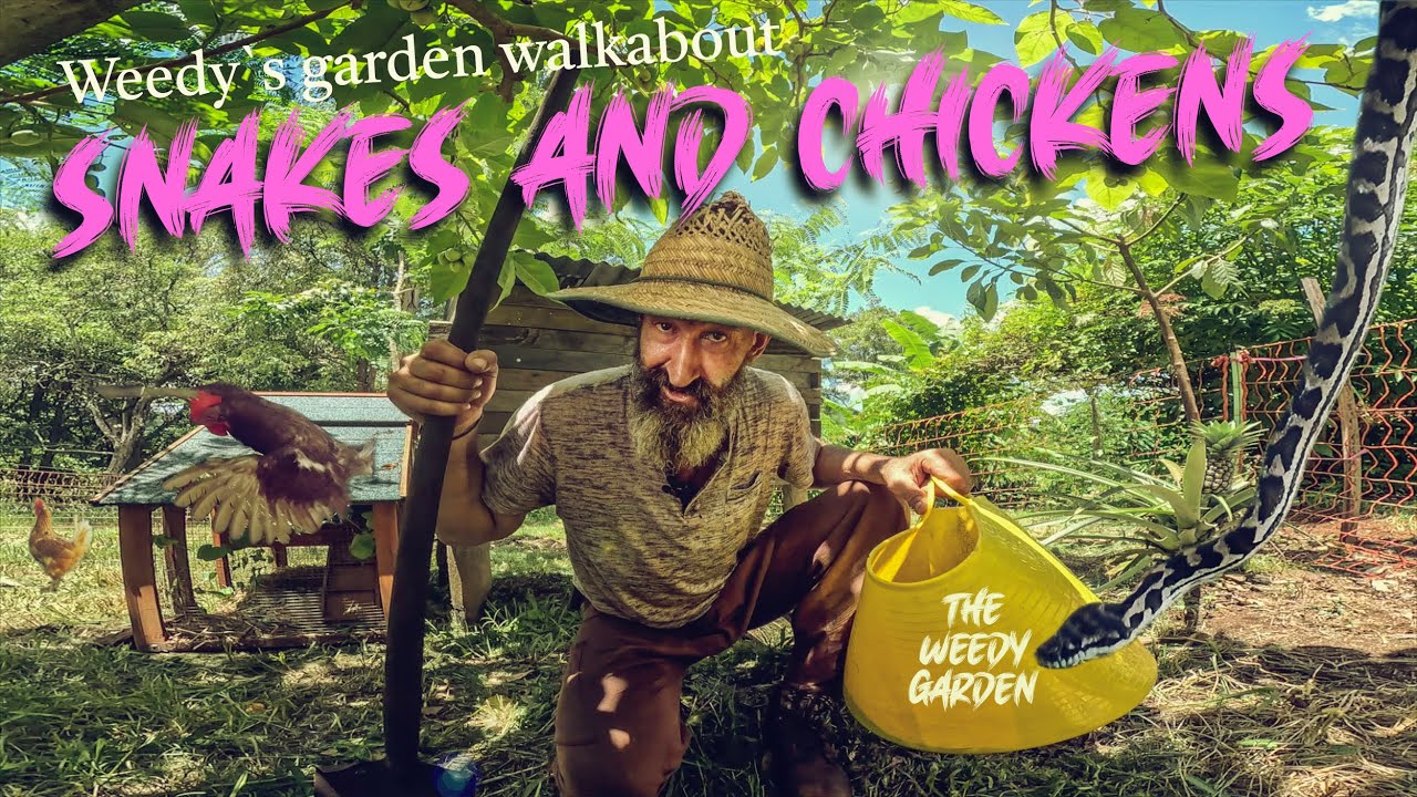 CHICKEN COOP SECURITY 101 - DIY Predator-Proofing & Mobile Chicken Runs