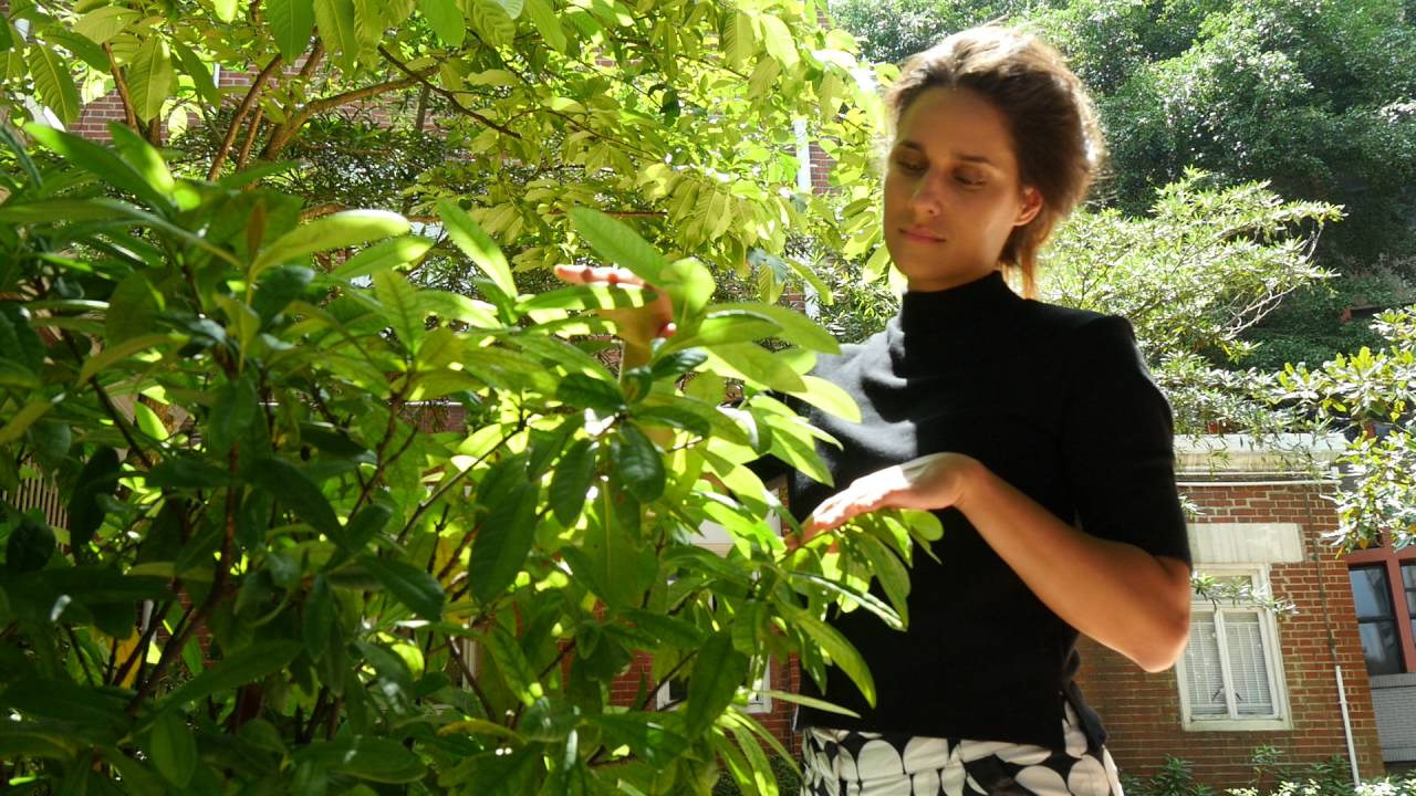 Leaf5