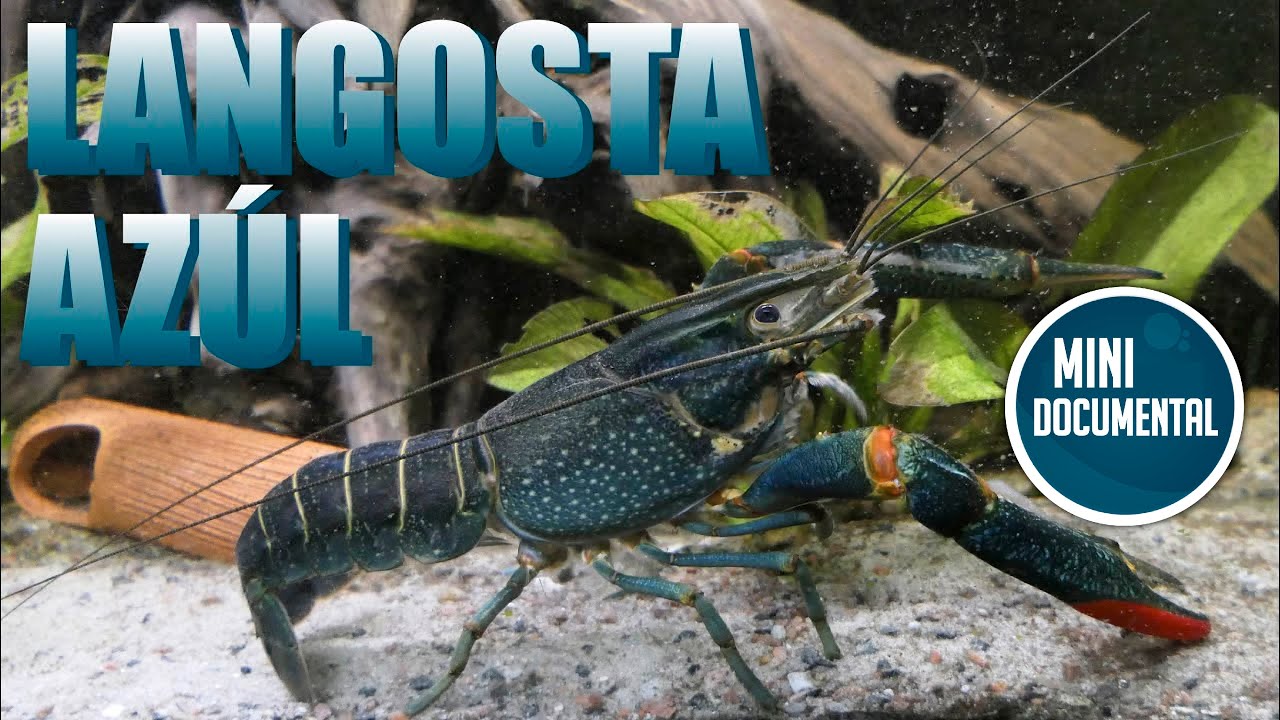 Langosta azúl (mini documental)