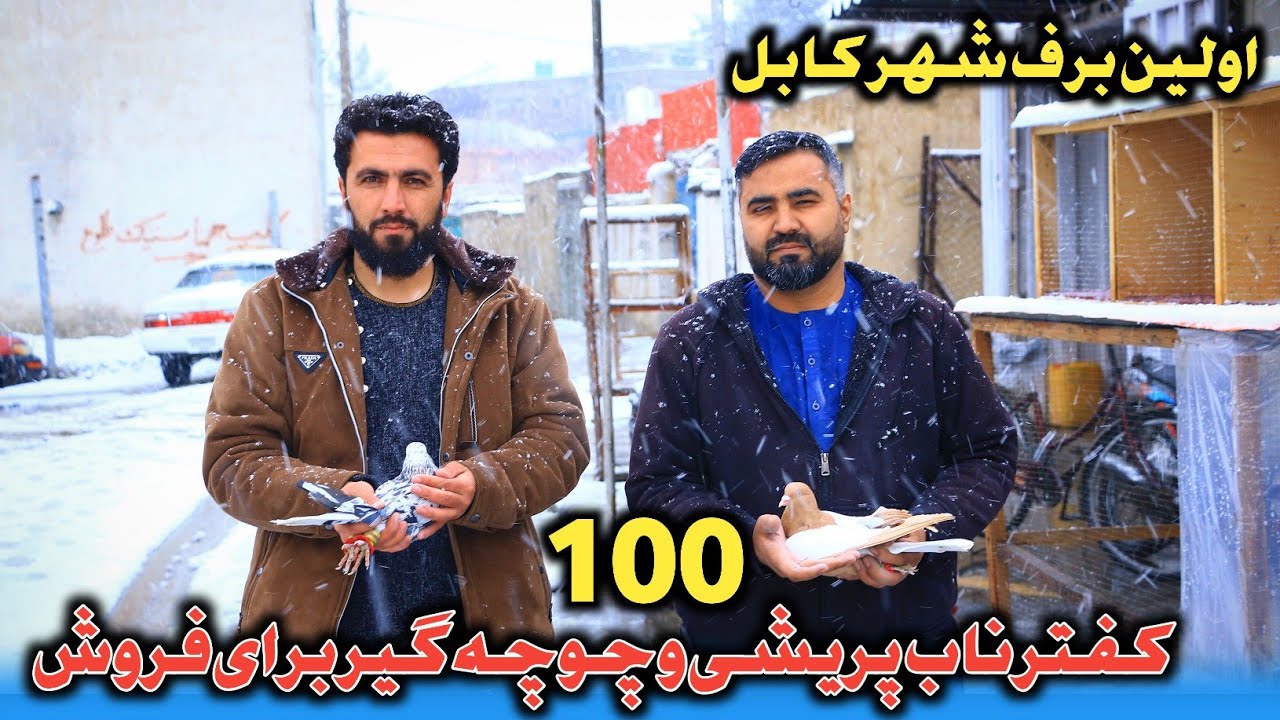 اولین برف شهر کابل | مژده به شوقی ها 100 کفتر ناب پریشی و چوچه گیر برای فروش 
