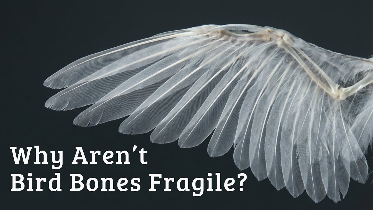 The Surprising Engineering Inside Bird Bones #scienceexplained