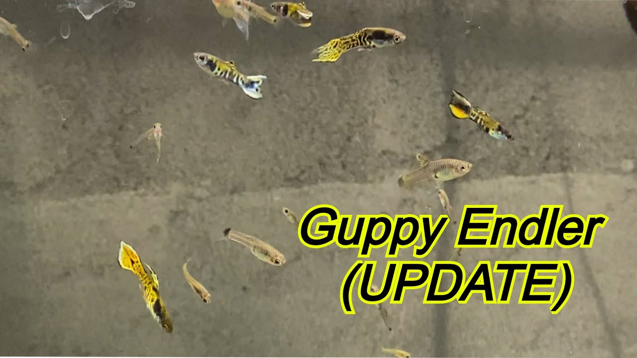 ENDLER GUPPY BREEDING - USING BLACK PANDA GUPPIES & YELLOW TIGER ENDLERS (UPDATE)