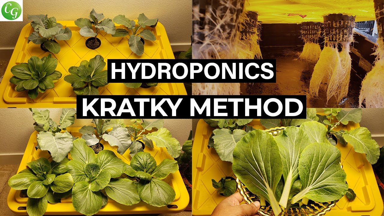 Kratky Method : How to Grow Plants With Kratky Hydroponic Method