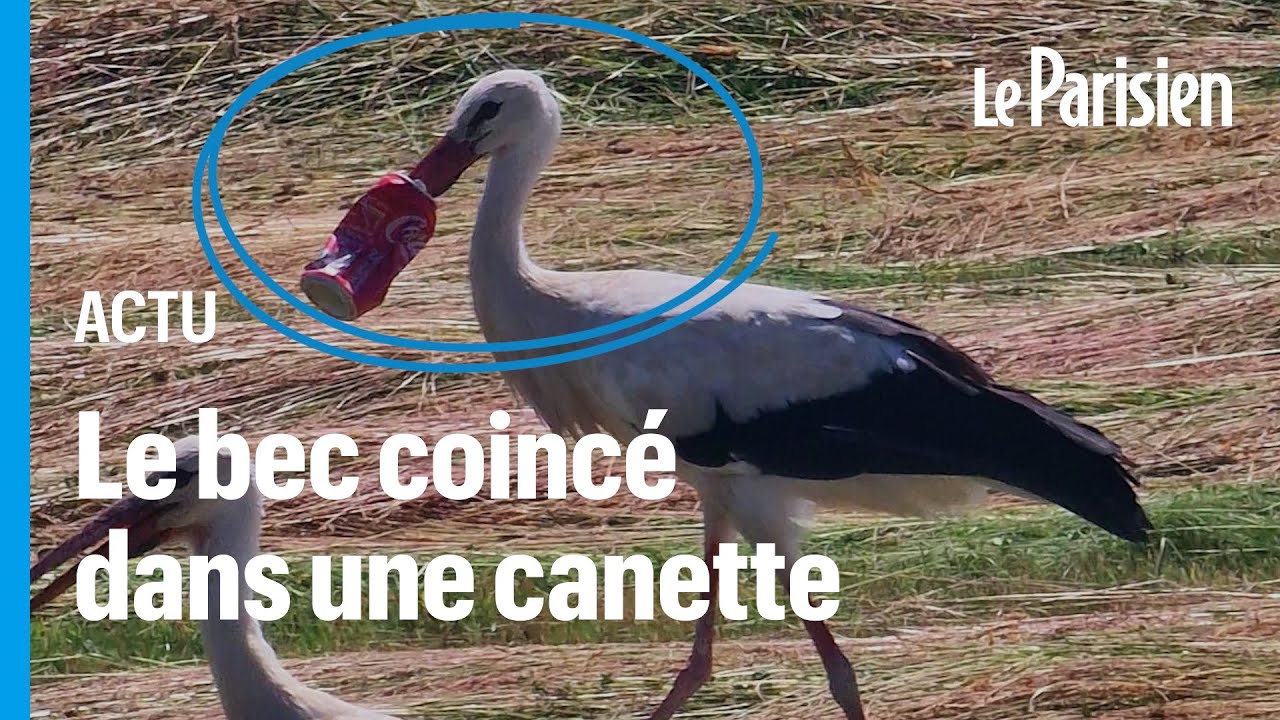 « Elle risque de mourir » : une cigogne vit depuis 7 jours le bec coincé dans une canette de Coca