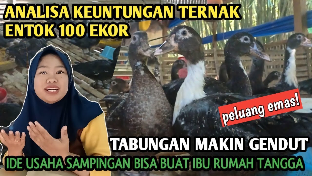 KEUNTUNGAN TERNAK ENTOK 100 EKOR SISTEM PEMBESARAN