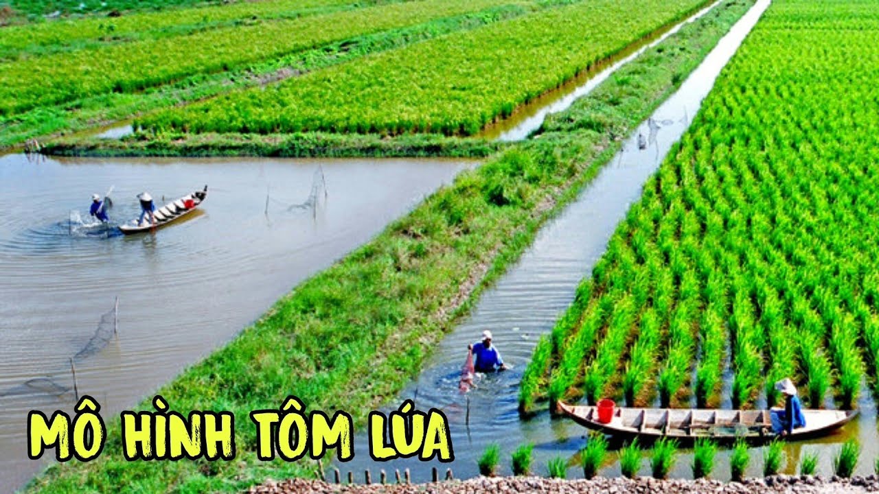 Kỹ thuật nuôi tôm quảng canh cải tiến | vùng tôm lúa