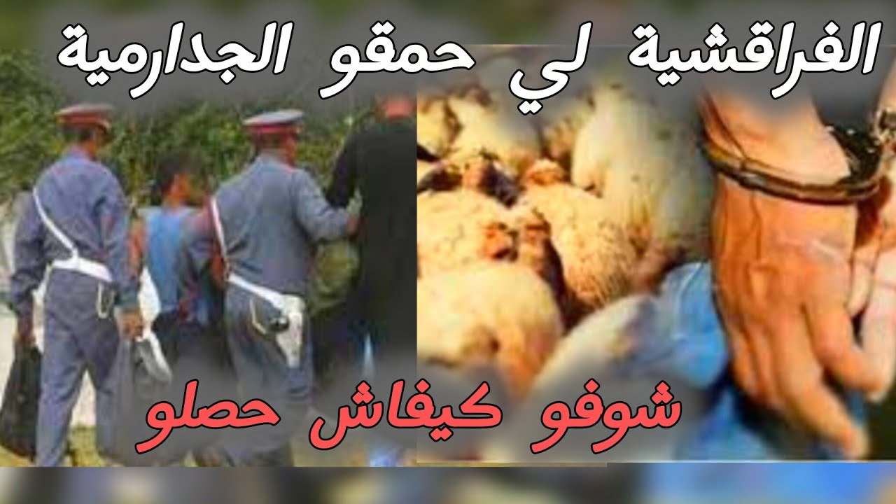 عصا .. بة الفرا..قشة #قضايا_الدرك_الملكي 