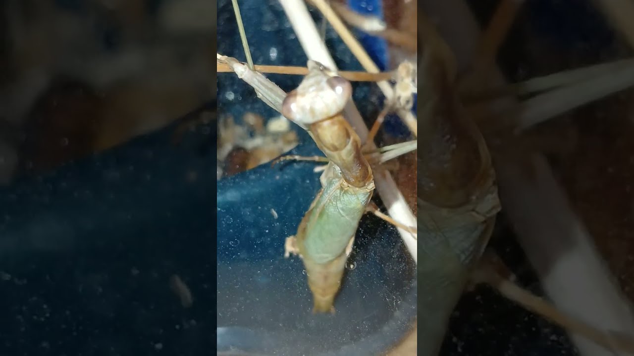 RIP PRAY MANTIS LIFE