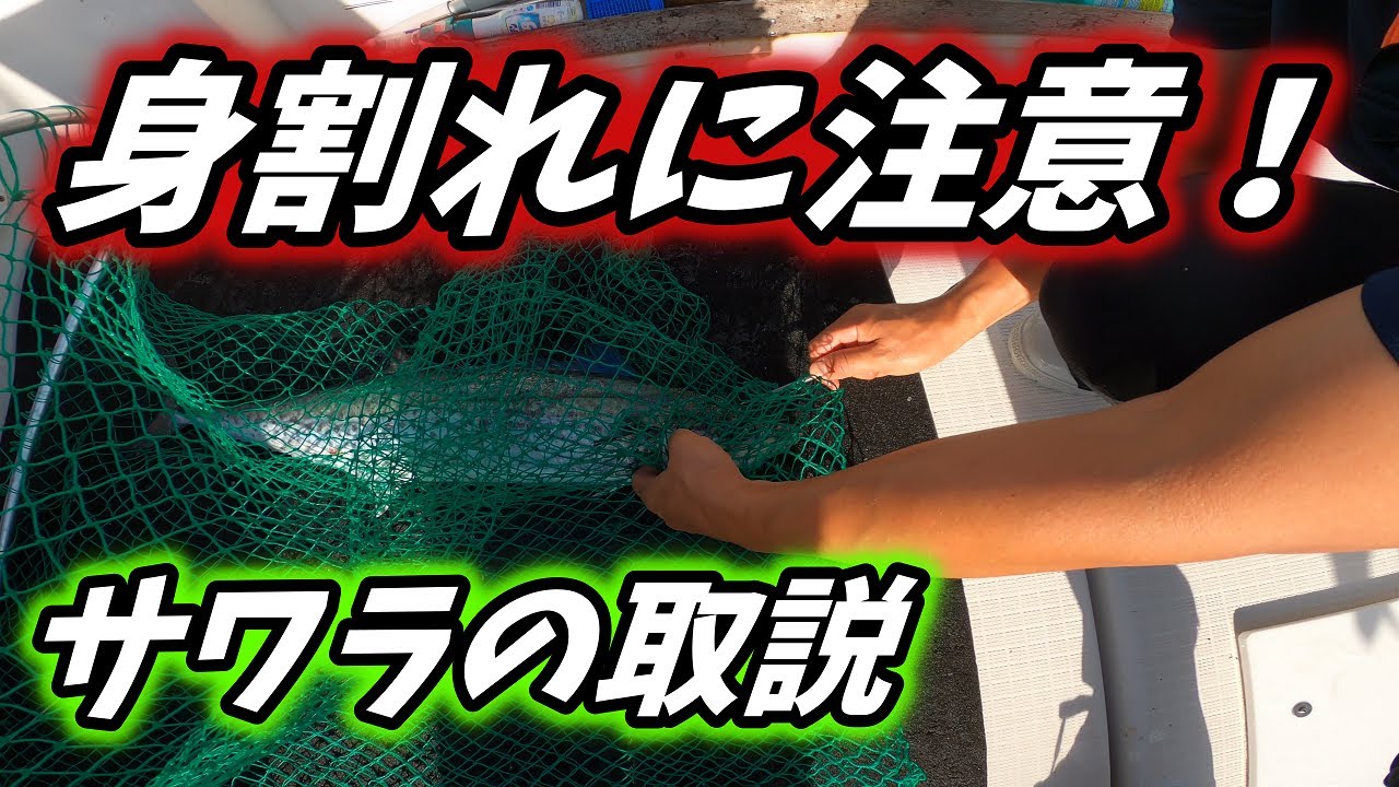 【サワラの締め方】取扱注意