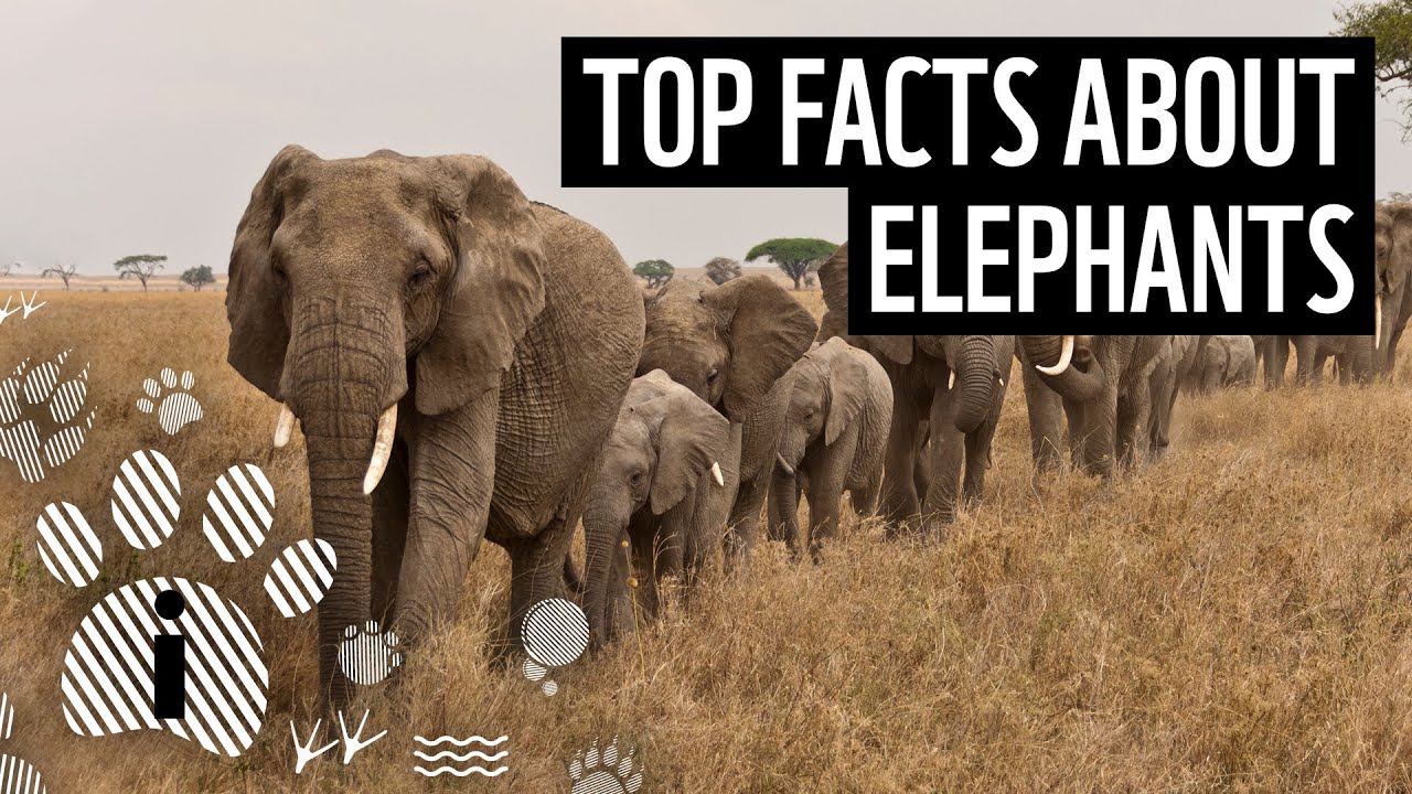 10 интересных фактов о слонах | Интересные факты о животных | WWF