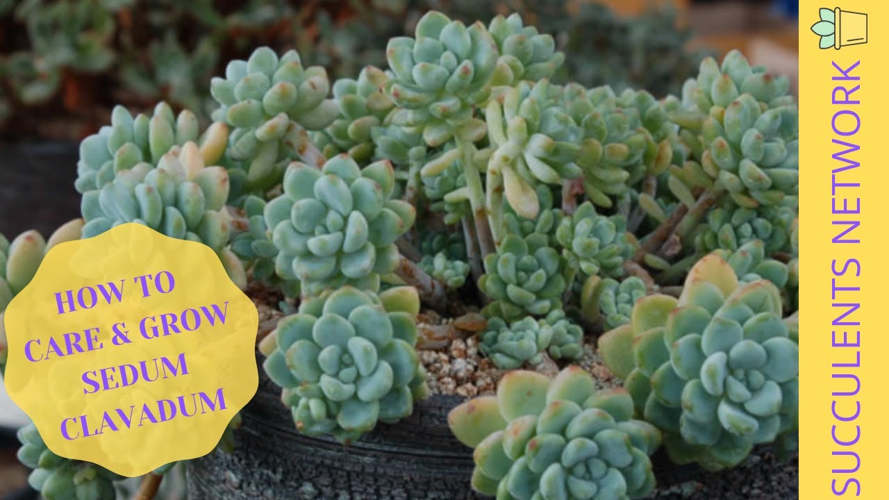 How To Grow & Care For Sedum Clavatum