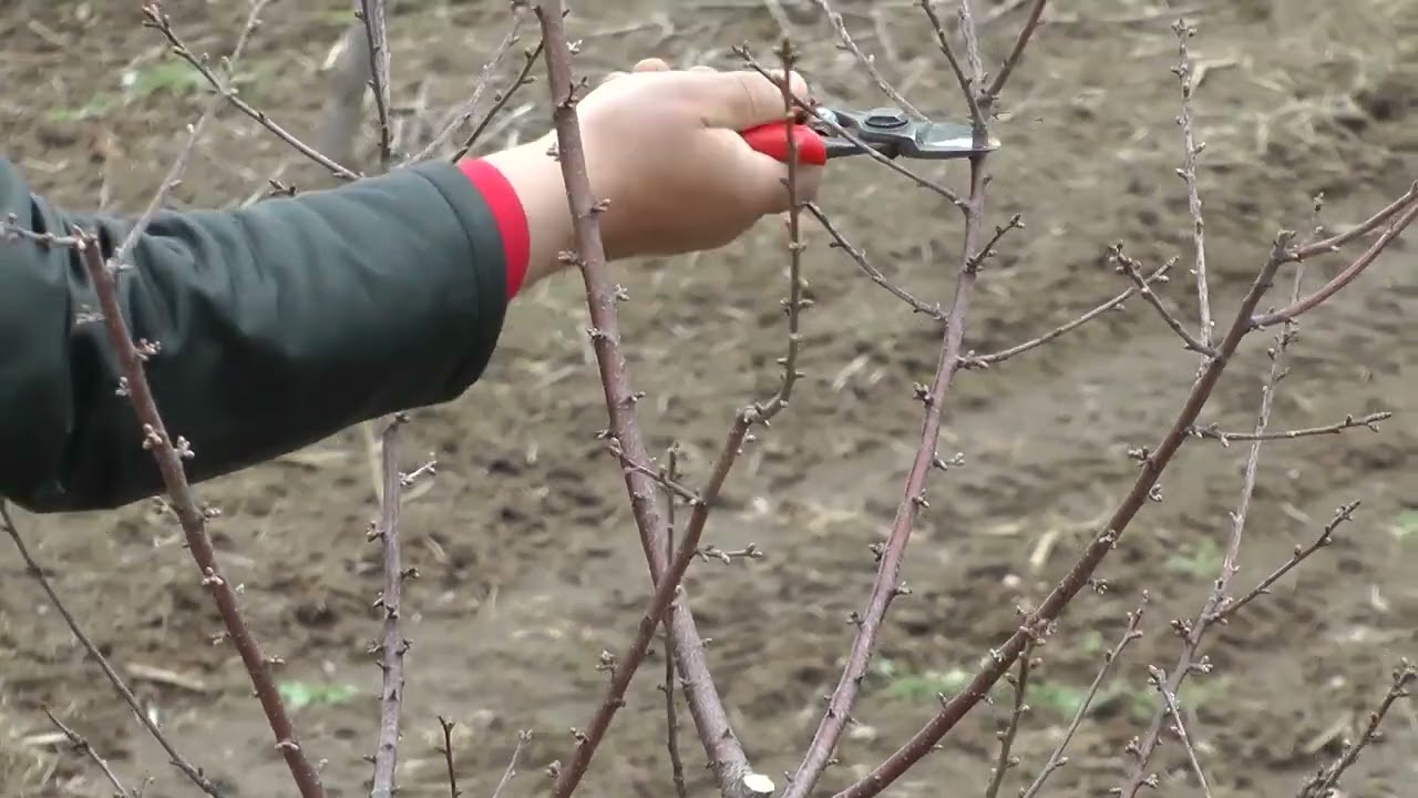 AGRO PREPORUKA - Pravilna zimska rezidba voćaka - Značajna agrotehnička mera