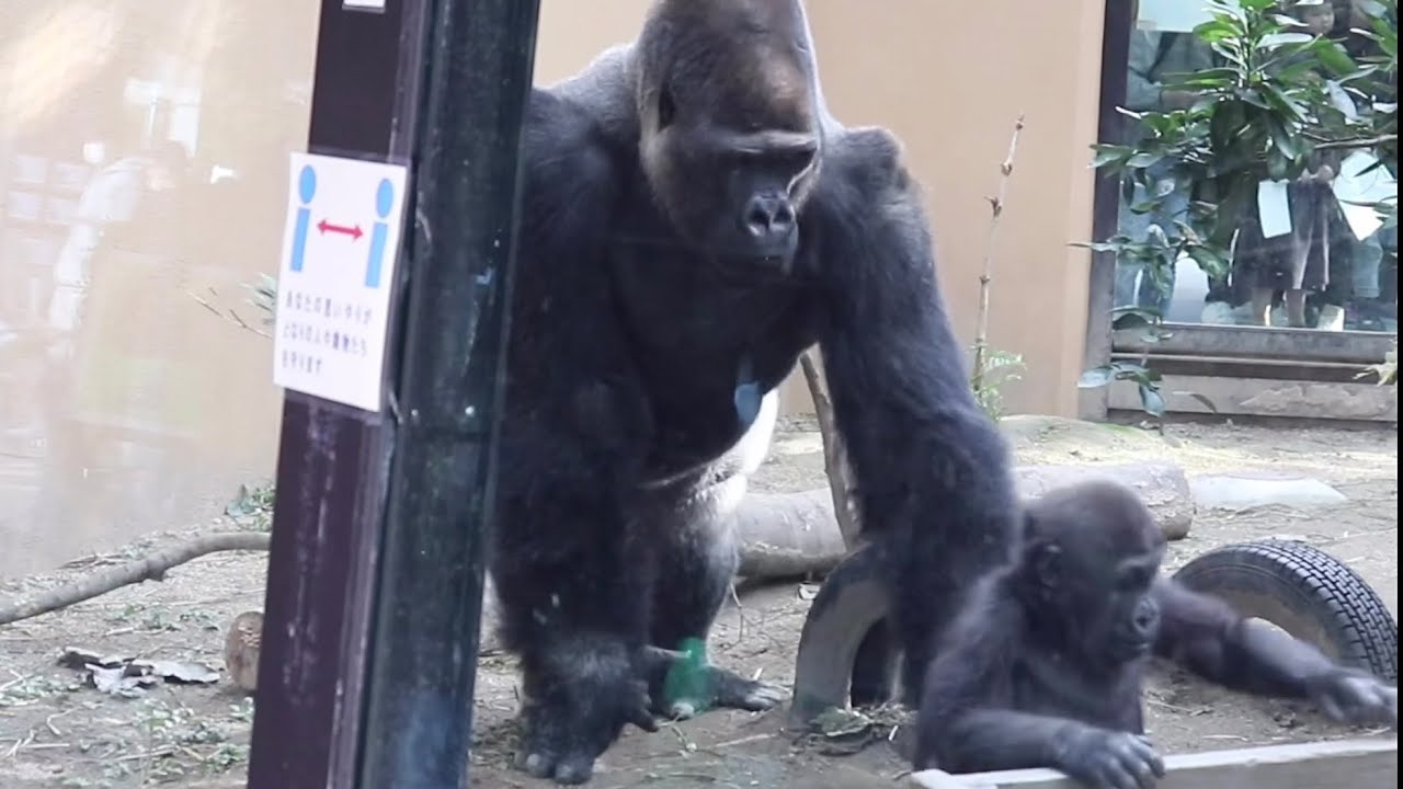 息子に近づく獣医を警戒するモモタロウ⭐️ゴリラ Gorilla【京都市動物園】Momotaro threatened a veterinarian approaching his son.