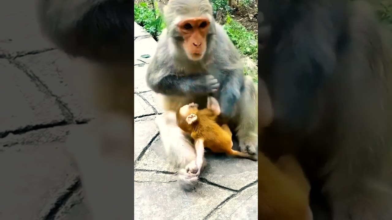 Little baby is starving but the mother monkey rejects milk 
