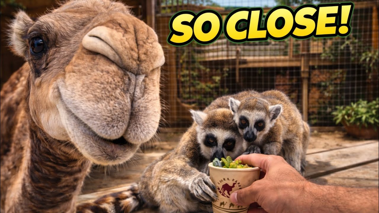 At this park, you can feed the animals and even enjoy a camel ride