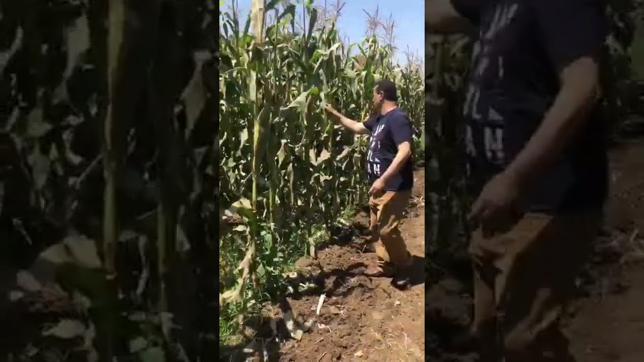 زيارة حقلية لذوة اف ١٦ محصول ممتاز وكوزين في العود اشمون ٢٠٢٢