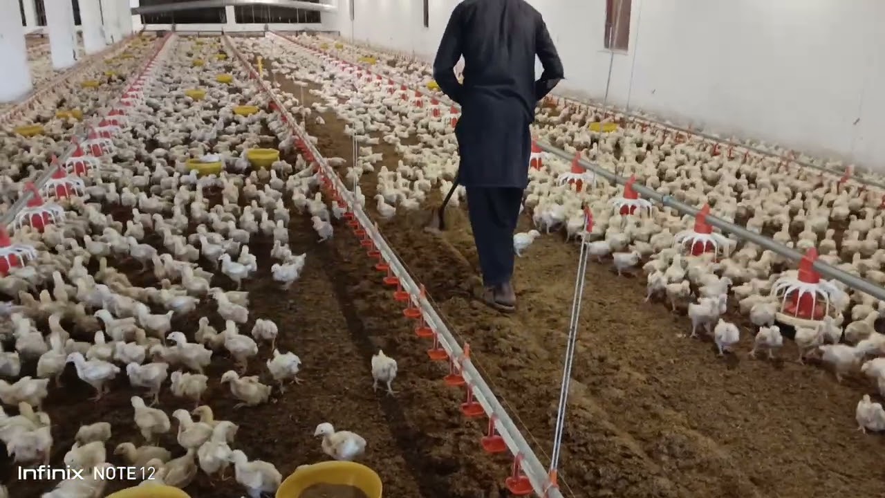 Raking for litter management in EC house | Broiler Chicken Raking System| How to raise Backyard Farm