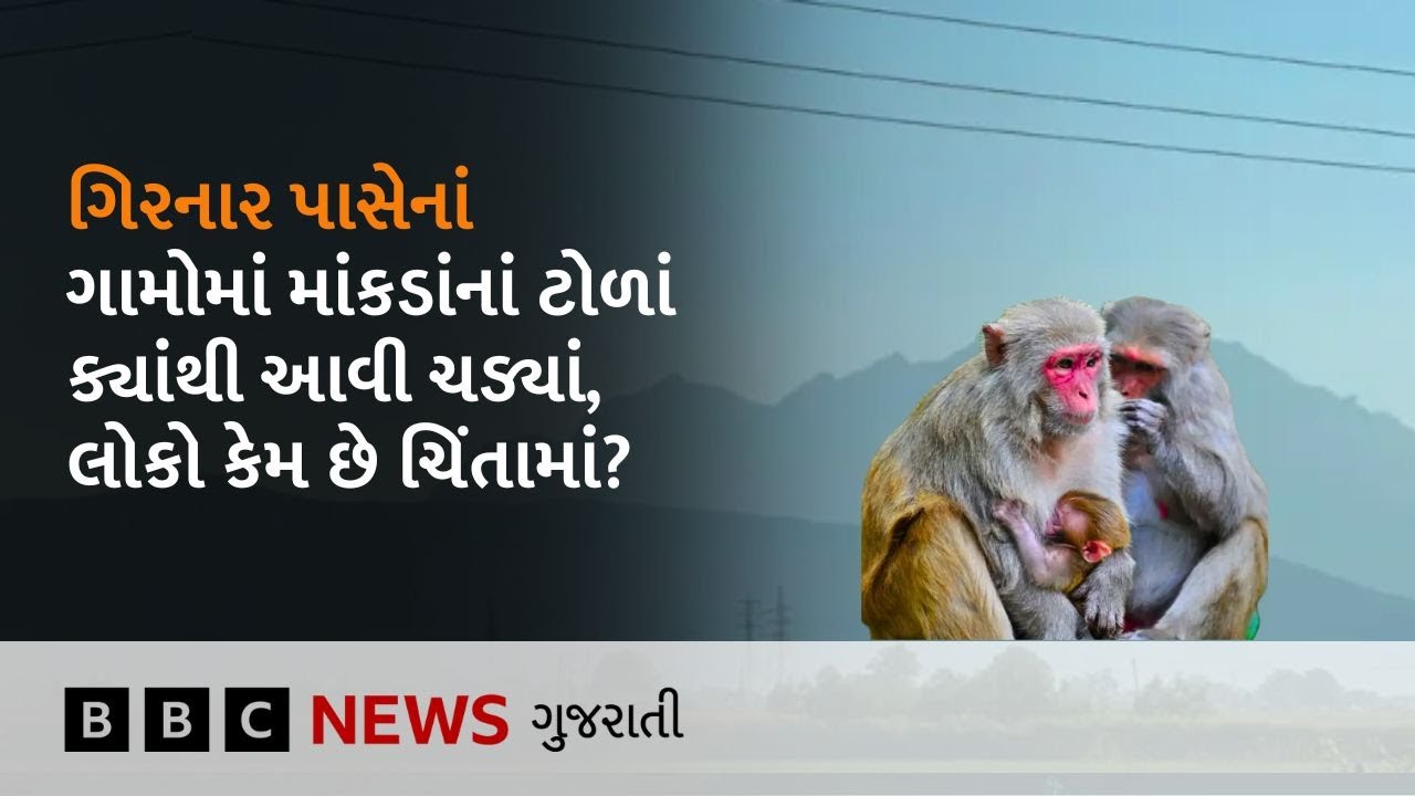 Junagadh: બીજી પ્રજાતિનાં વાંદરાંને લીધે લોકોમાં શેનો ભય ફેલાયો?, આટલાં બધાં માંકડાં આવ્યાં ક્યાંથી?