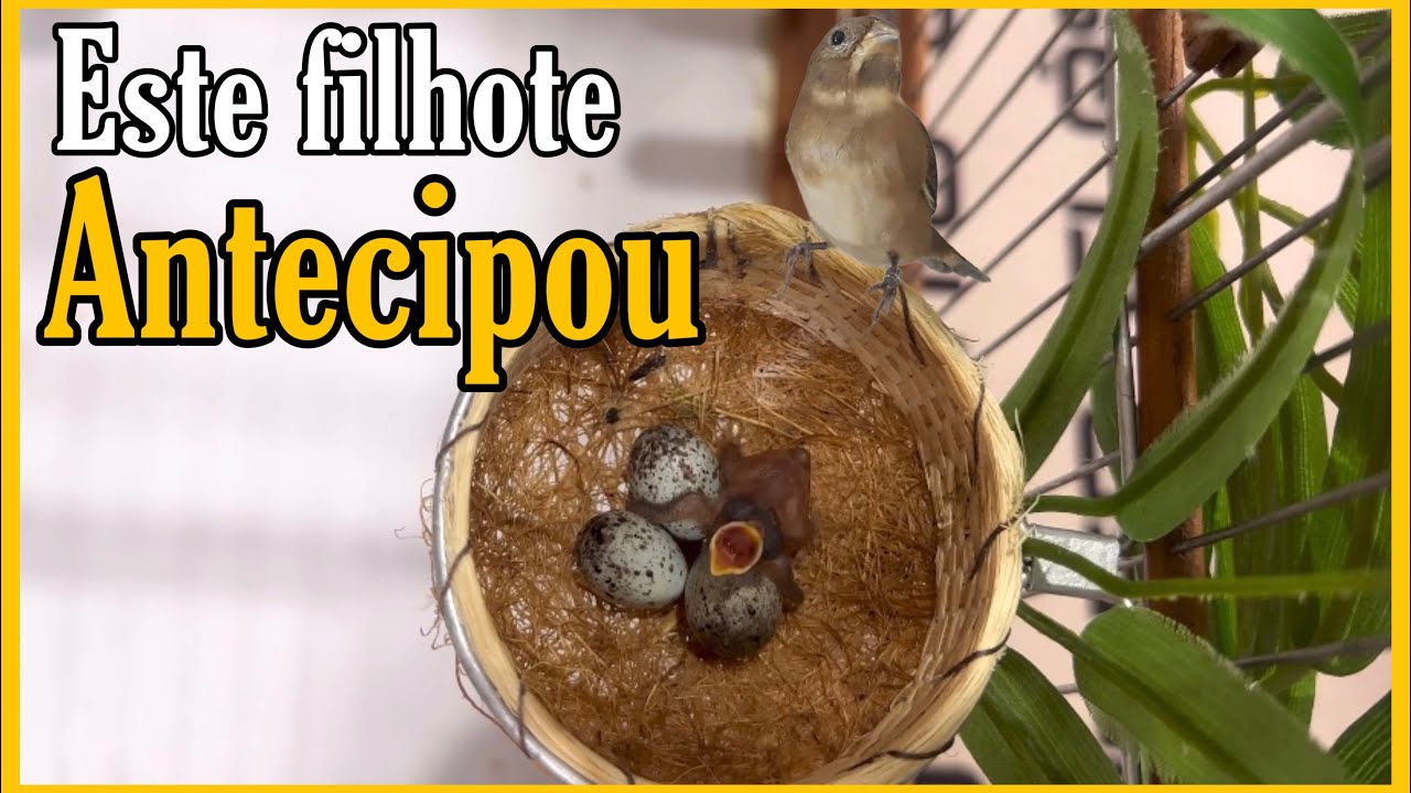 QUANTOS DIAS LEVA PARA COLEIRO PAPA-CAPIM CHOCAR OS OVOS
