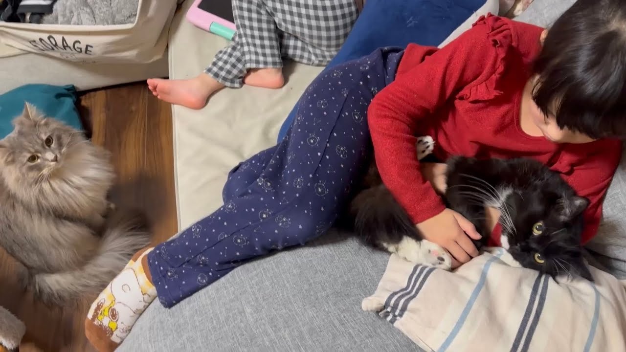 甘える先輩猫を見つめ、学ぶ猫　ラガマフィン　サイベリアンA cat learning how to be affectionate. Ragamuffin. Siberian
