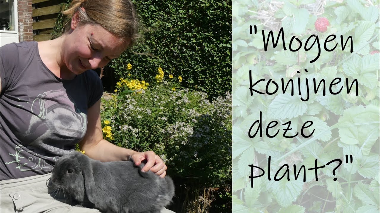 Planten, kruiden en onkruid die ik mijn KONIJNEN geef en ze veilig mogen eten