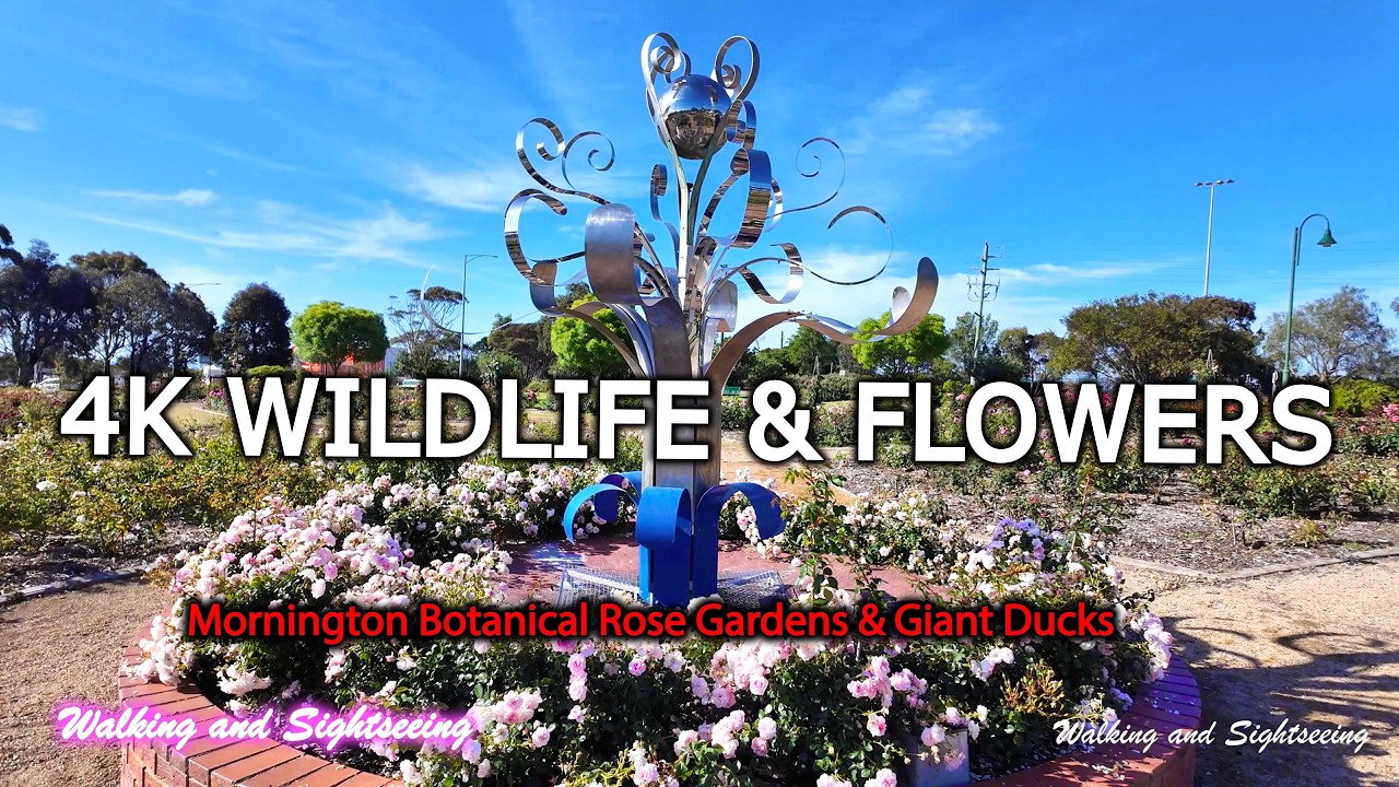 Mornington Botanical Rose Garden🌹 & Civic Reserve Lake 4K 🚶Walking Tour Adventure & Giant Ducks 🦆VIC