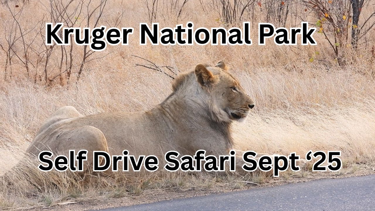 Kruger National Park Safari | South Africa Wildlife and Birding (2025)