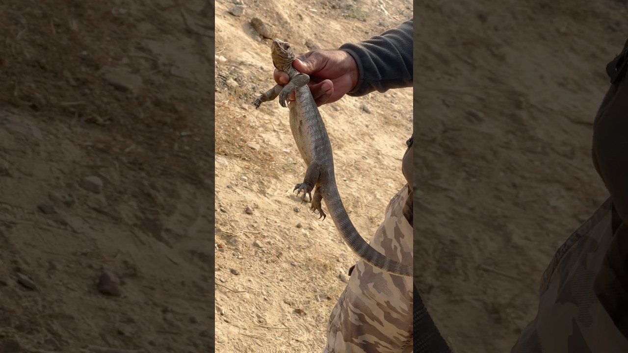 Big monitor lizard rescued by me in a car #yt #snake #lizard #shortsfeed #trending #shorts #short