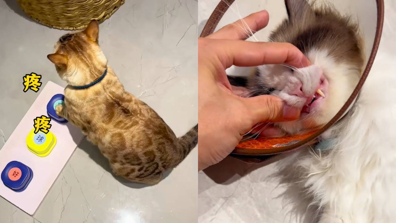 臭八條被欺負了趕緊過來找我告狀~這一臉委屈樣子，太可愛了！#貓咪小院 #貓咪小院的日常
