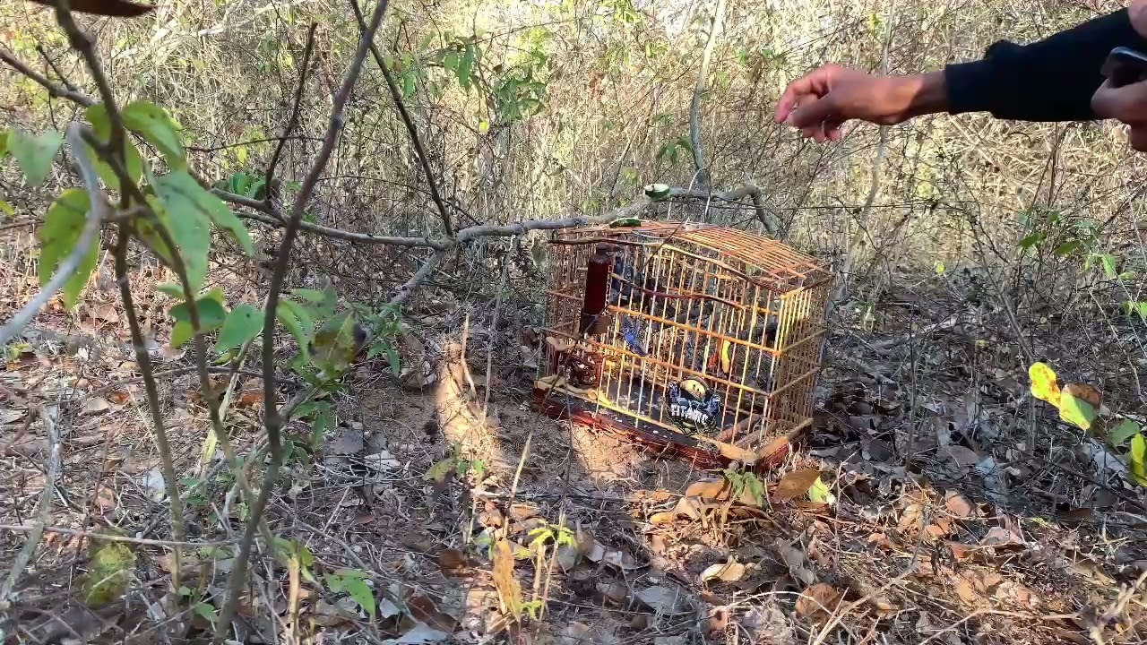 Azulão Titanic na pegada 🙅🏽‍♂️🤫