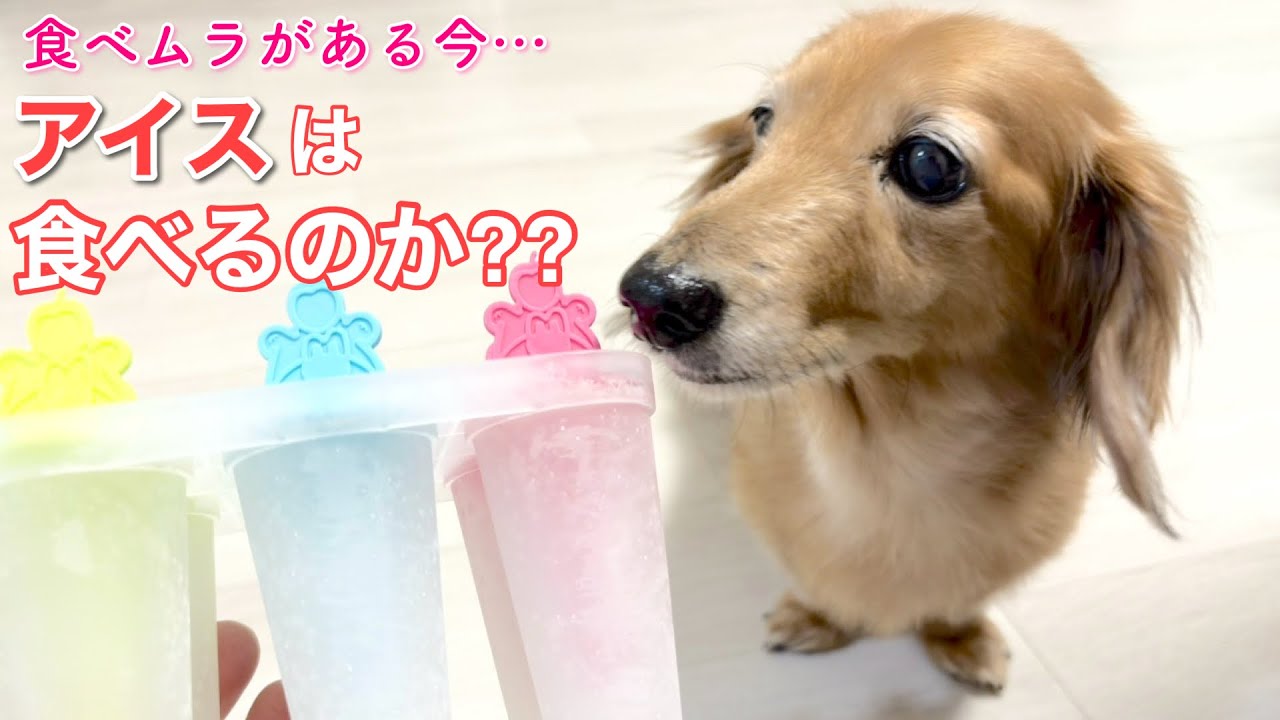 【ダックスフンド】今年も手作りアイスを！シニア犬たちの反応は？？？（豹変するのかな？）